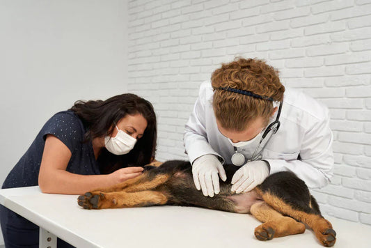 Why No Chicken? Understanding Common Canine Allergies and Your Dog’s Itchy Skin