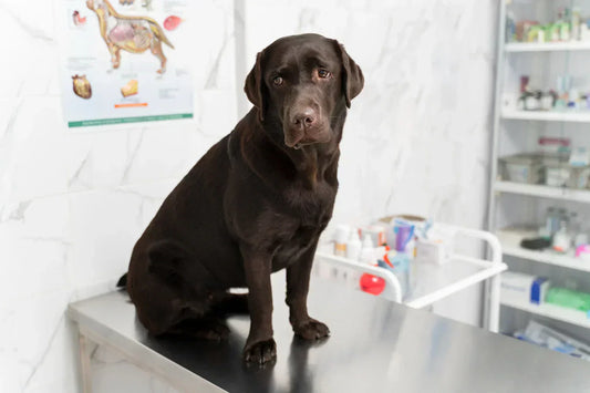 5 Common Dog Health Issues and How to Prevent Them