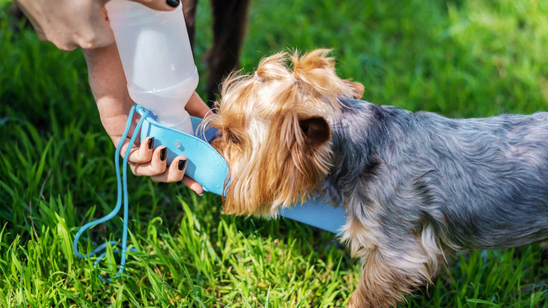 Keeping Your Dog Hydrated and Happy in the Summer: The Ultimate Guide