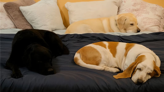 Here For the Dogs