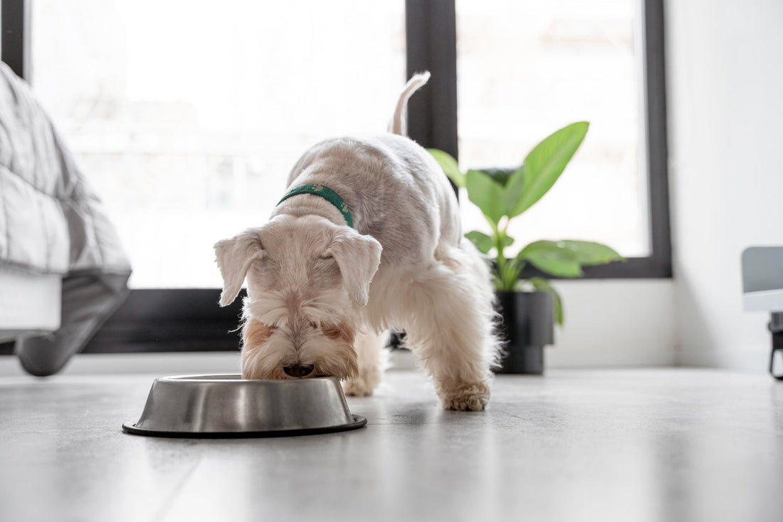 What to Do About Picky Dog Eaters: Tips and Tricks for a Happier, Healthier Pup